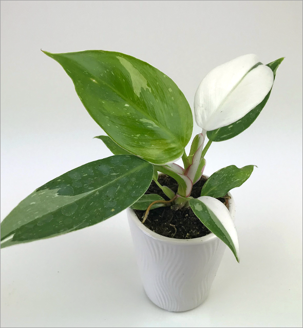 Philodendron 'White Princess'